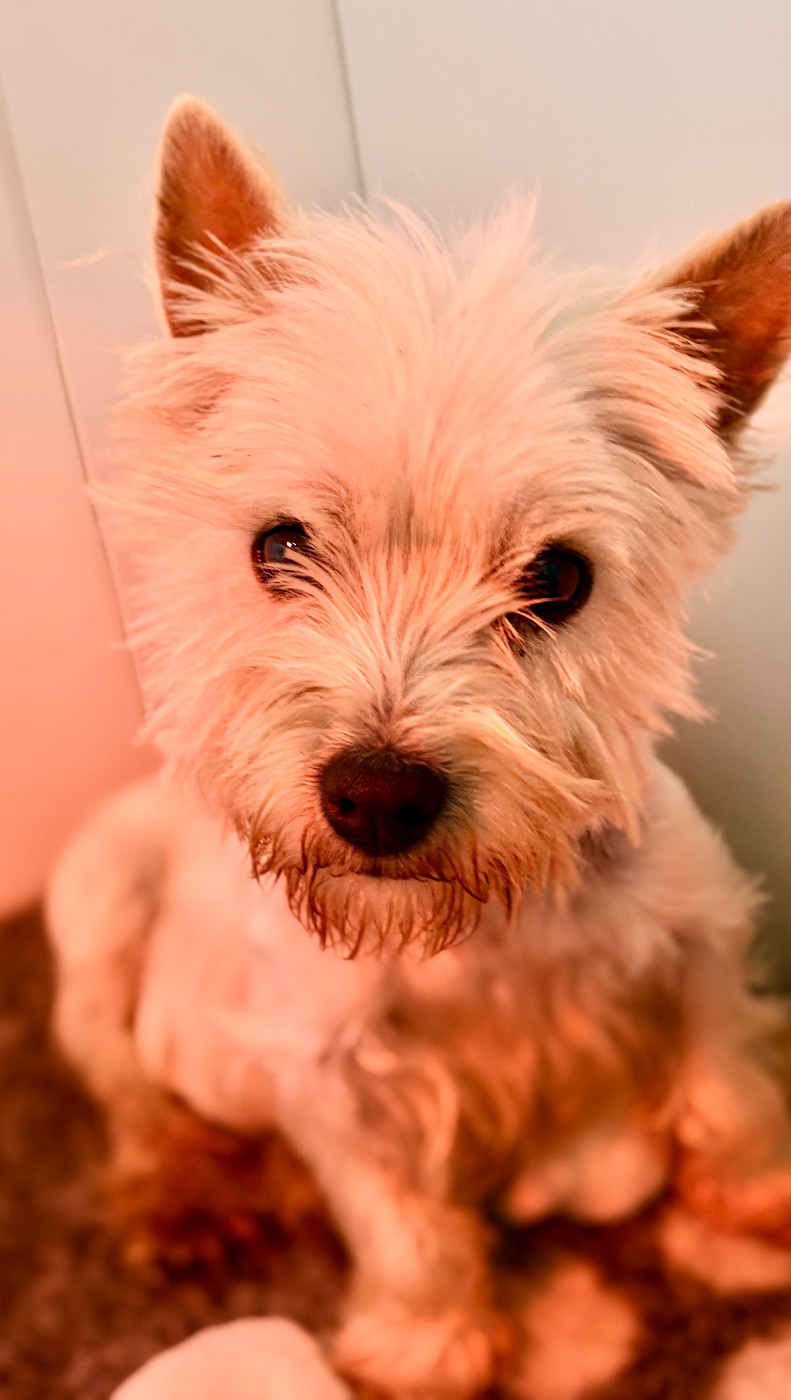 Vixie Des Sentiers du Perche