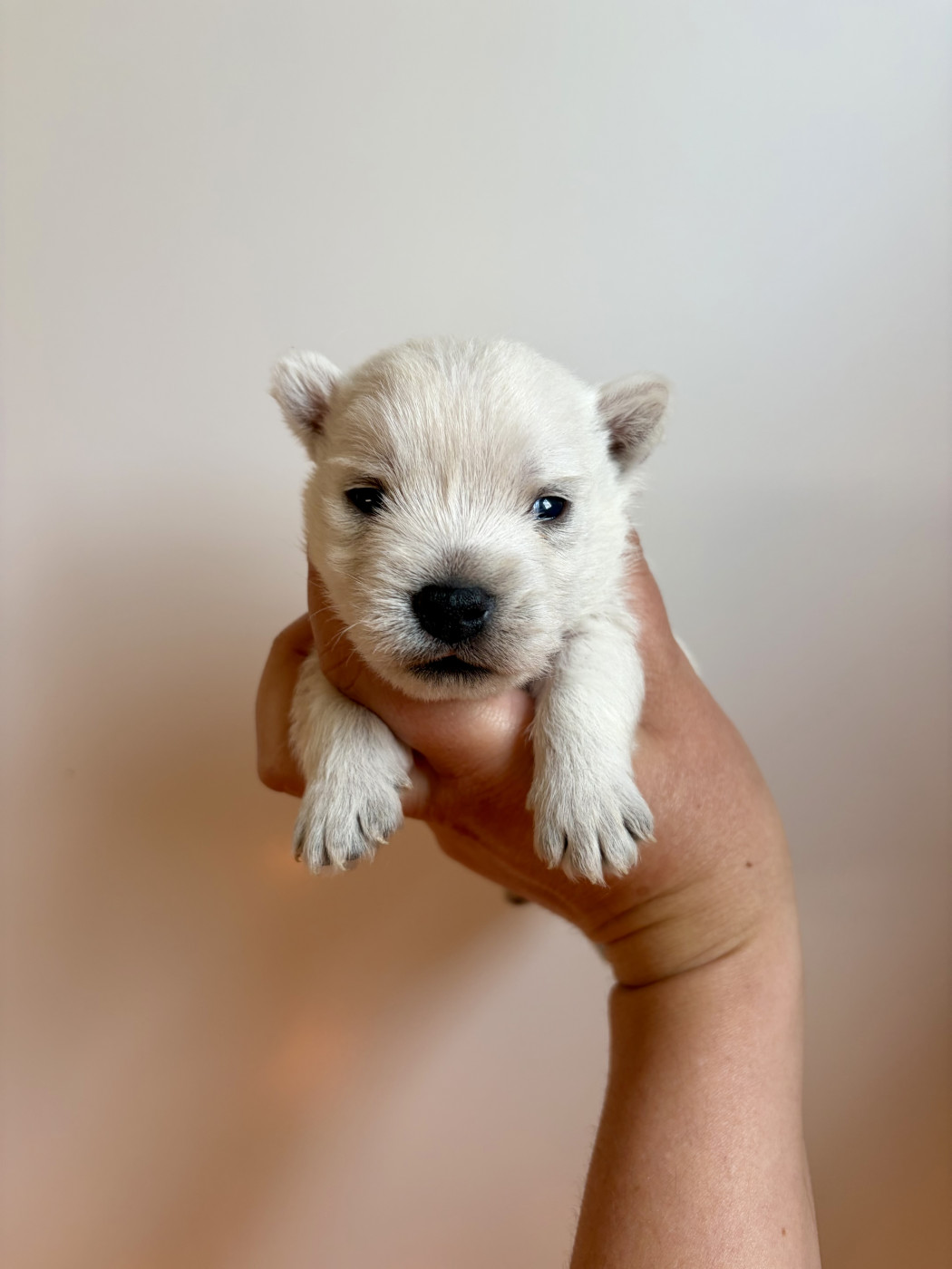 Ludivine Dabin - Chiots disponibles - West Highland White Terrier