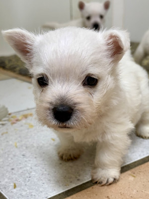 Chiot N°2