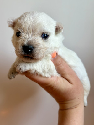 Chiot N°4